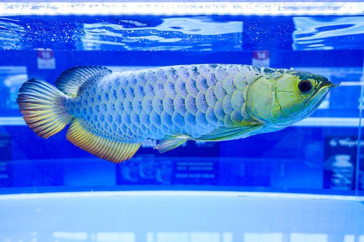 2025 長城杯世界龍虎魟魚錦標賽(頒獎典禮):2025長城杯世界龍虎魟魚錦標賽頒獎典禮
