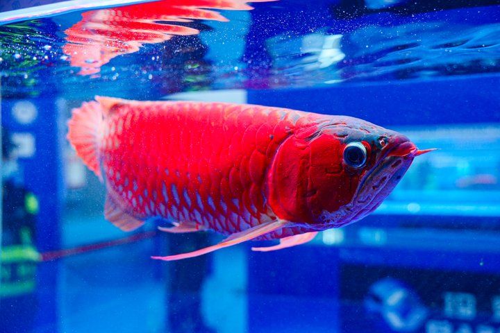 2025 長城杯世界龍虎魟魚錦標賽(頒獎典禮):2025長城杯世界龍虎魟魚錦標賽頒獎典禮