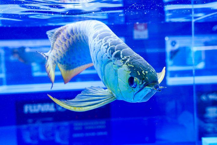 2025 長城杯世界龍虎魟魚錦標賽(頒獎典禮):2025長城杯世界龍虎魟魚錦標賽頒獎典禮