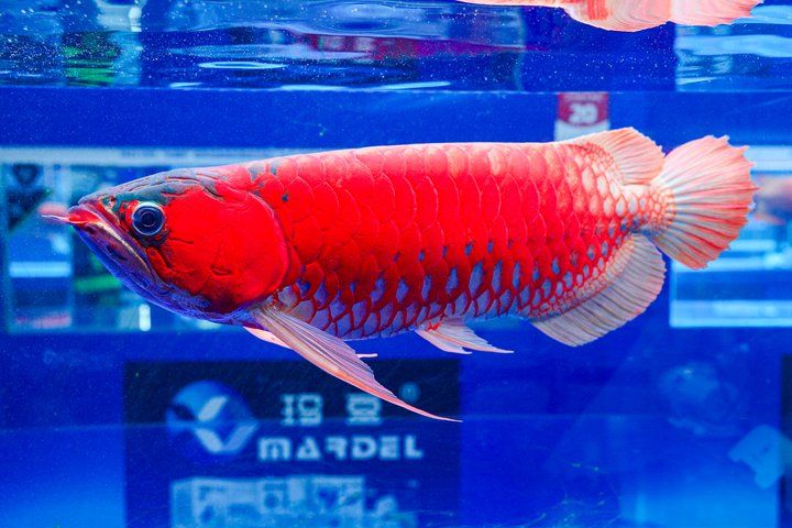 2025 長城杯世界龍虎魟魚錦標賽(頒獎典禮):2025長城杯世界龍虎魟魚錦標賽頒獎典禮