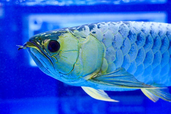 2025 長城杯世界龍虎魟魚錦標賽(頒獎典禮):2025長城杯世界龍虎魟魚錦標賽頒獎典禮