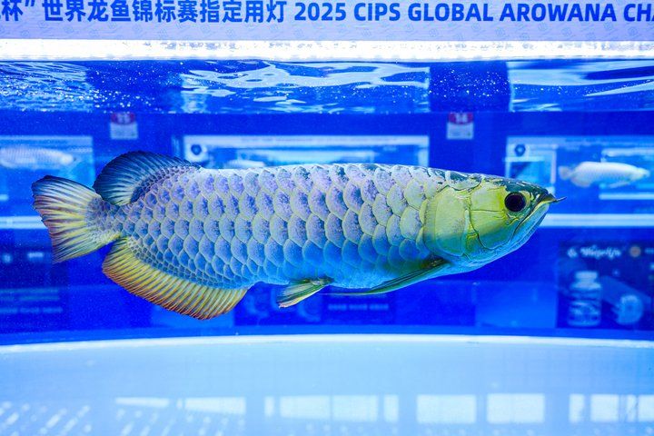 2025 長城杯世界龍虎魟魚錦標賽(頒獎典禮):2025長城杯世界龍虎魟魚錦標賽頒獎典禮