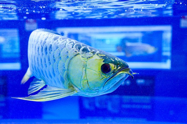 2025 長城杯世界龍虎魟魚錦標賽(頒獎典禮):2025長城杯世界龍虎魟魚錦標賽頒獎典禮