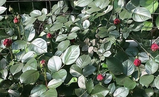 紅龍月季如何預防病害？：月季病蟲害全解析