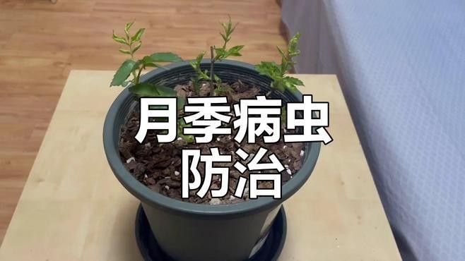 紅龍月季如何預防病害？：月季病蟲害全解析