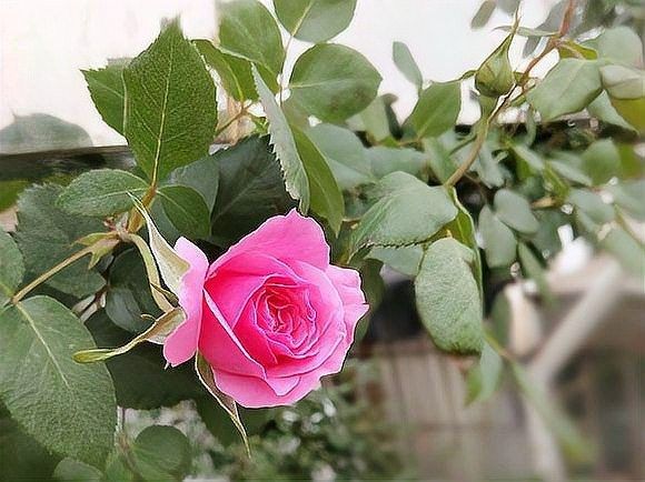 紅龍月季如何預防病害？：月季病蟲害全解析
