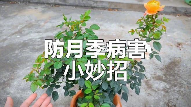 紅龍月季如何預防病害？：月季病蟲害全解析