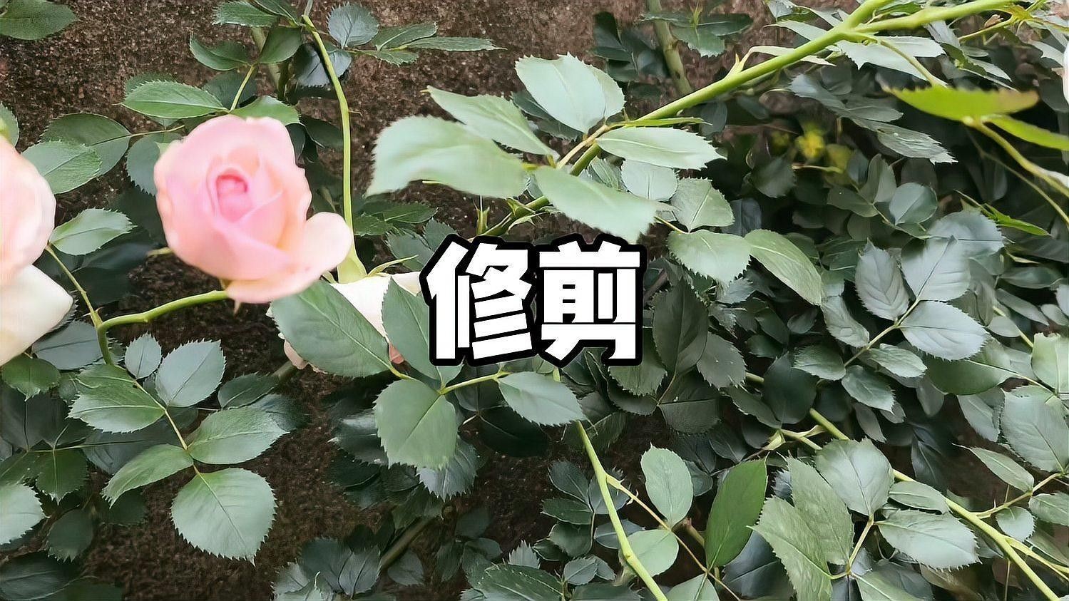 紅龍月季如何預防病害？：月季病蟲害全解析