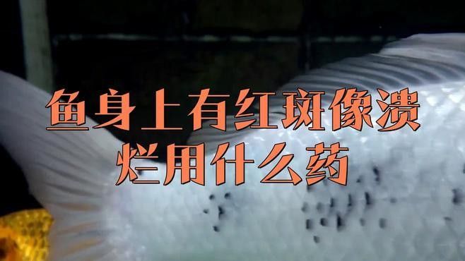 曼龍魚身發(fā)紅需要隔離嗎：健康網(wǎng)魚身上長(zhǎng)紅斑怎么回事