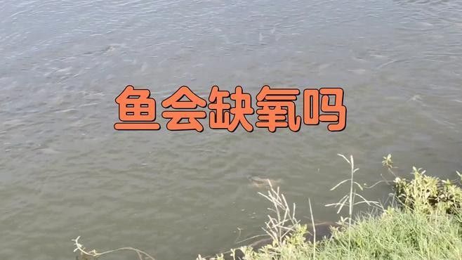如何判斷金龍魚是否缺氧：金龍魚缺氧前的“求救信號(hào)”