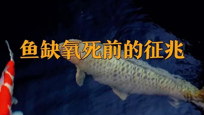 如何判斷金龍魚是否缺氧：金龍魚缺氧前的“求救信號(hào)”