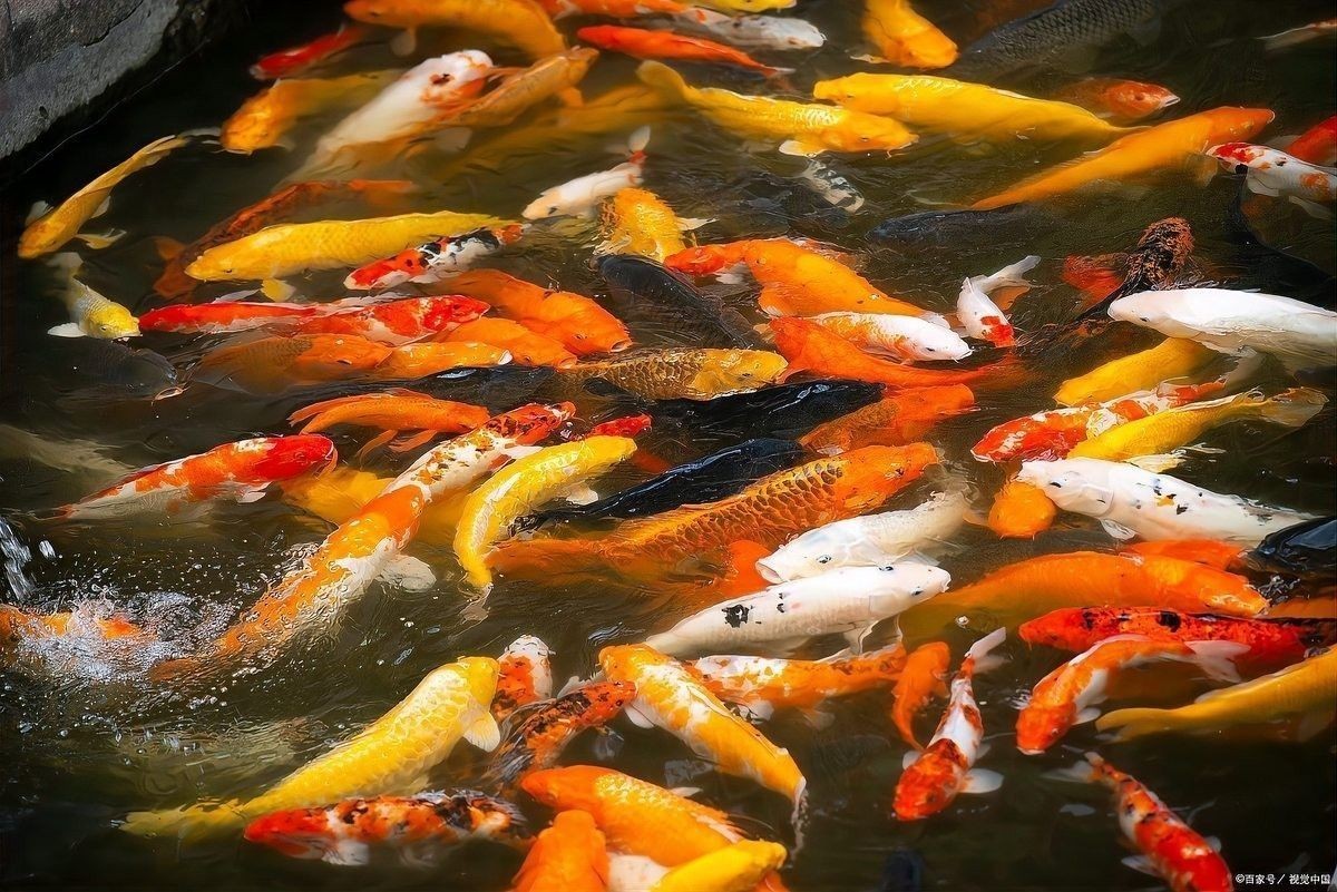 如何判斷金龍魚是否缺氧：金龍魚缺氧前的“求救信號”