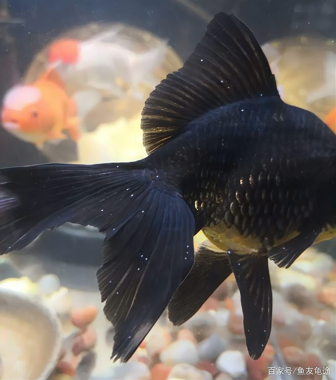 如何預(yù)防打粉病？：十年老魚(yú)友分享森宛的宛兒,夏季常見(jiàn)魚(yú)病打粉病的防治方法 如何預(yù)防打粉病？：十年老魚(yú)友分享森宛的宛兒,夏季常見(jiàn)魚(yú)病打粉病的防治方法 龍魚(yú)百科 第14張