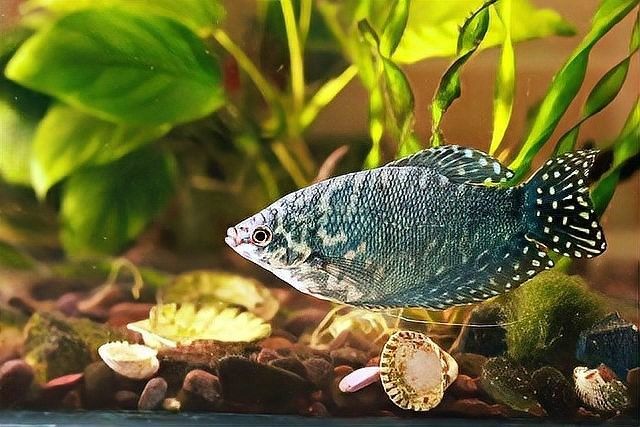 如何預(yù)防打粉病？：十年老魚(yú)友分享森宛的宛兒,夏季常見(jiàn)魚(yú)病打粉病的防治方法 如何預(yù)防打粉病？：十年老魚(yú)友分享森宛的宛兒,夏季常見(jiàn)魚(yú)病打粉病的防治方法 龍魚(yú)百科 第15張