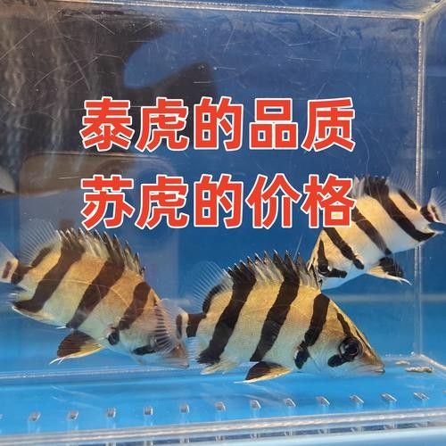 新手適合養龍魚還是虎魚？：新手養虎魚好還是龍魚好