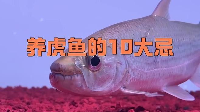 新手適合養龍魚還是虎魚？：新手養虎魚好還是龍魚好