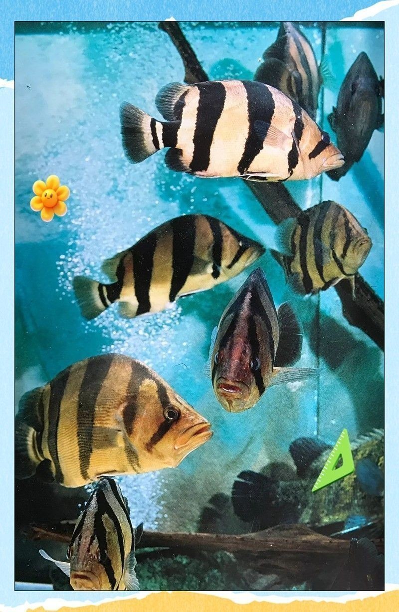 新手適合養龍魚還是虎魚？：新手養虎魚好還是龍魚好