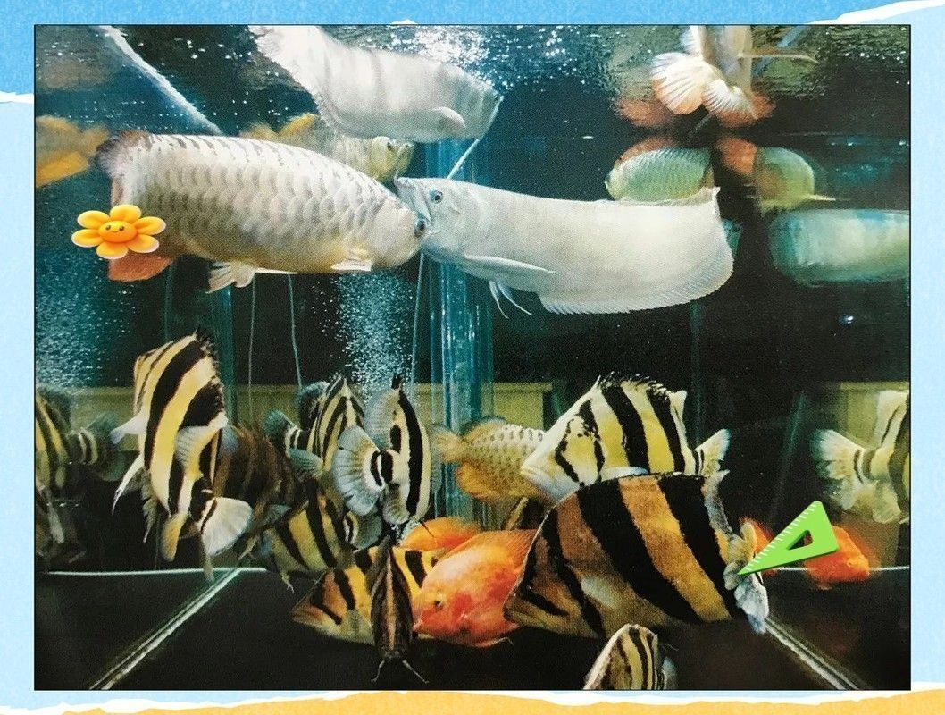 新手適合養龍魚還是虎魚？：新手養虎魚好還是龍魚好