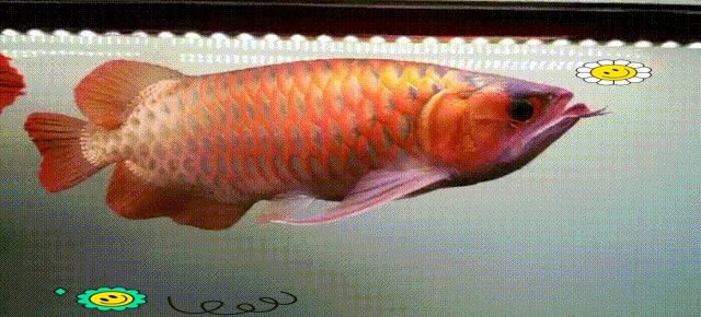 龍魚向上掉眼會瞎嗎：龍魚向上掉眼會導致失明嗎