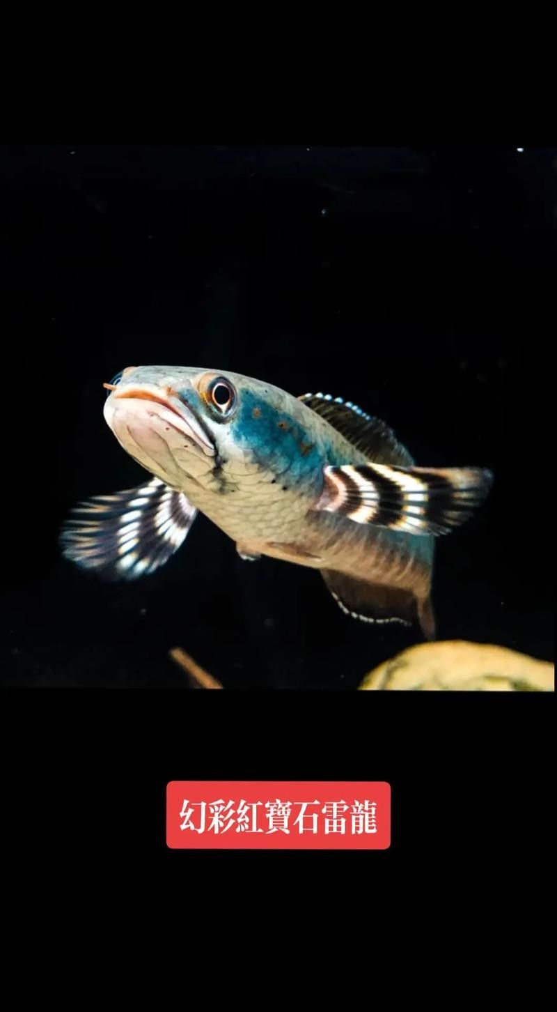 幻彩紅寶石雷龍魚如何飼養：幻彩紅寶石雷龍魚的飼養技巧