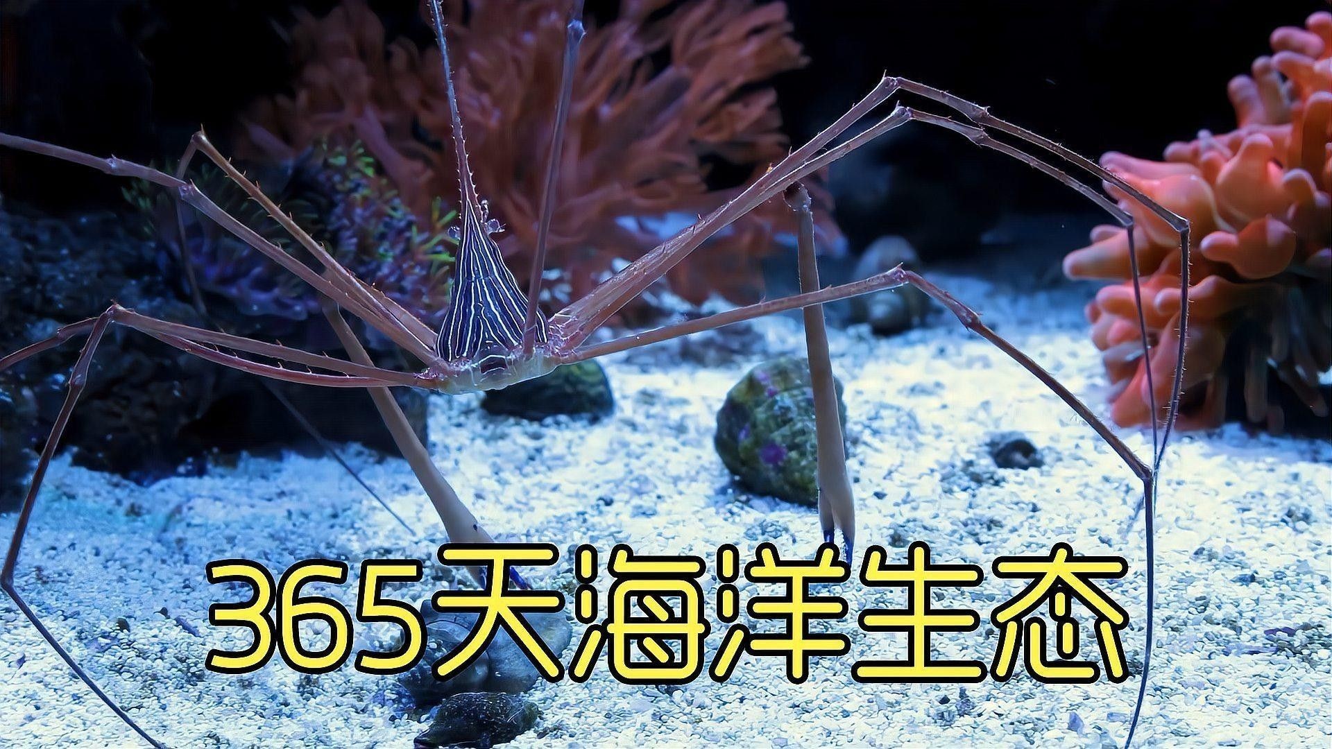 海水缸應該選擇哪種材質：海水缸材質選擇主要涉及玻璃和亞克力兩種主流材質