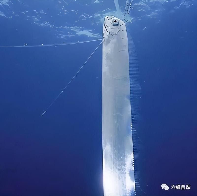 皇帶魚有哪些天敵：皇帶魚為什么不能吃？ 皇帶魚有哪些天敵：皇帶魚為什么不能吃？ 龍魚百科 第4張