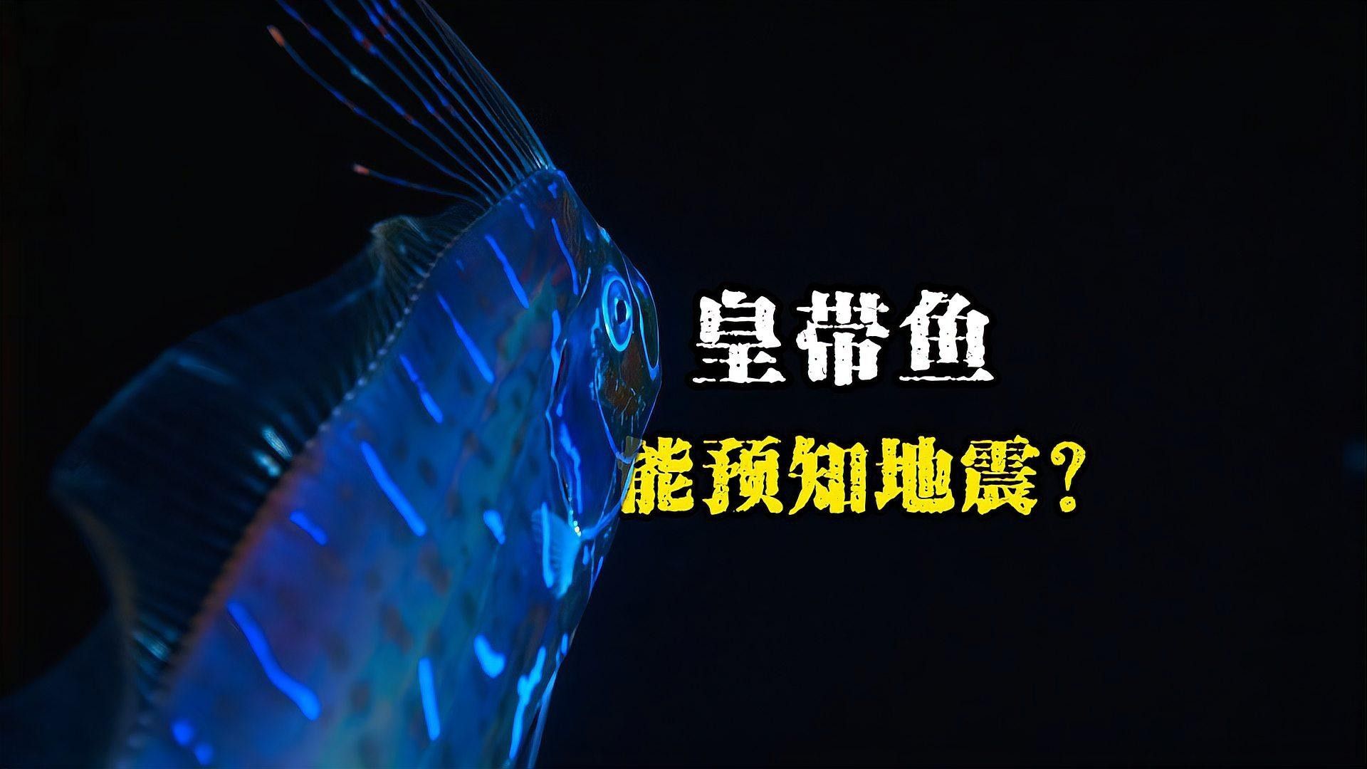 皇帶魚有哪些天敵：皇帶魚為什么不能吃？