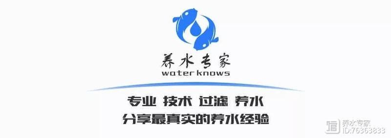 紅福龍魚多久喂一次合適？：紅福龍魚的喂食頻率需根據(jù)其生長階段、體型及水溫綜合調(diào)整