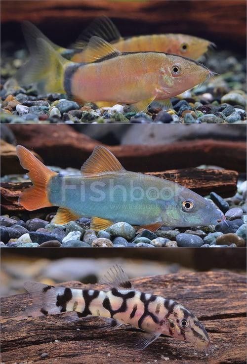 能提供更多混養(yǎng)魚(yú)類的圖片嗎：關(guān)于混養(yǎng)魚(yú)類的圖片資源推薦