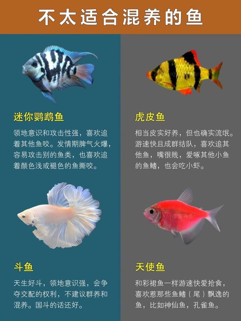 能提供更多混養(yǎng)魚(yú)類的圖片嗎：關(guān)于混養(yǎng)魚(yú)類的圖片資源推薦