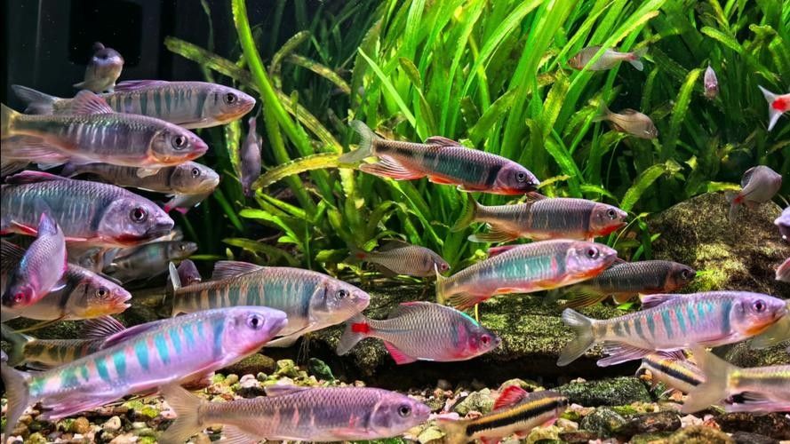 能提供更多混養(yǎng)魚(yú)類的圖片嗎：關(guān)于混養(yǎng)魚(yú)類的圖片資源推薦