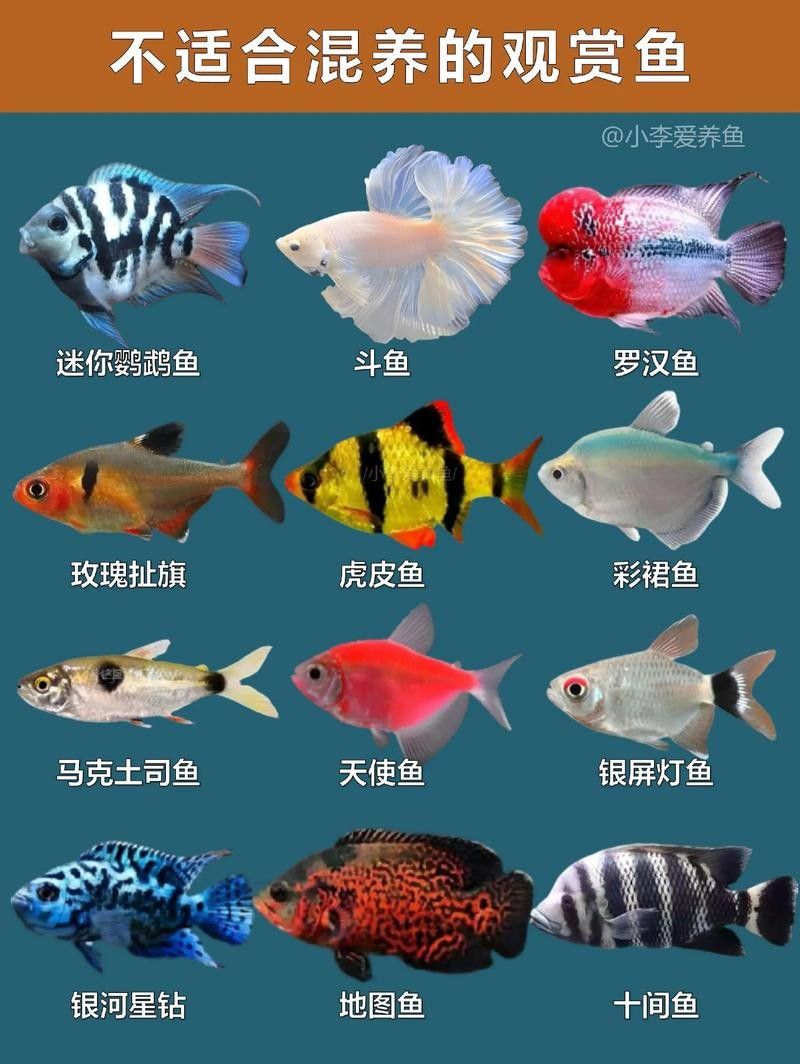 能提供更多混養(yǎng)魚(yú)類的圖片嗎：關(guān)于混養(yǎng)魚(yú)類的圖片資源推薦