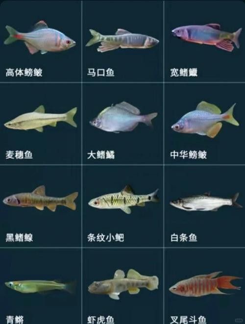 能提供更多混養(yǎng)魚(yú)類的圖片嗎：關(guān)于混養(yǎng)魚(yú)類的圖片資源推薦