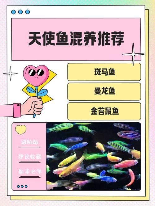 能提供更多混養(yǎng)魚(yú)類的圖片嗎：關(guān)于混養(yǎng)魚(yú)類的圖片資源推薦