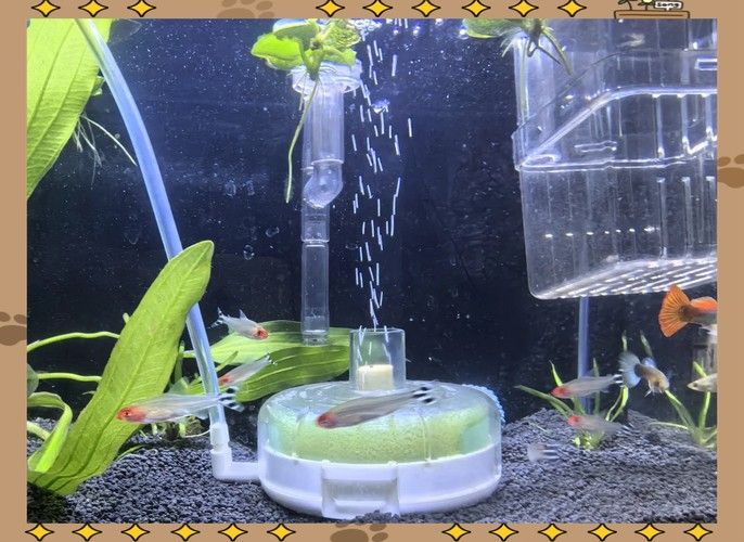 能提供更多混養(yǎng)魚(yú)類的圖片嗎：關(guān)于混養(yǎng)魚(yú)類的圖片資源推薦