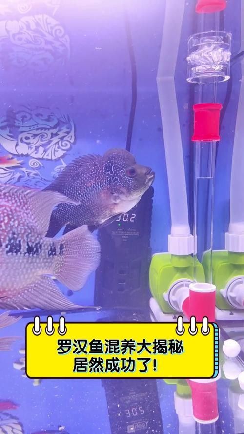 能提供更多混養(yǎng)魚(yú)類的圖片嗎：關(guān)于混養(yǎng)魚(yú)類的圖片資源推薦