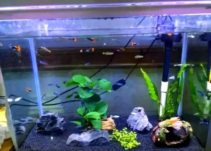 能提供更多混養(yǎng)魚(yú)類的圖片嗎：關(guān)于混養(yǎng)魚(yú)類的圖片資源推薦