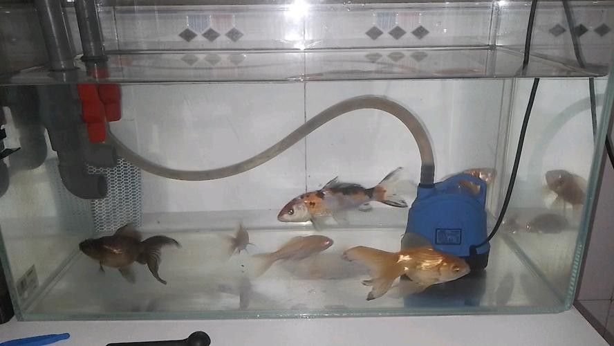 能提供更多混養(yǎng)魚(yú)類的圖片嗎：關(guān)于混養(yǎng)魚(yú)類的圖片資源推薦