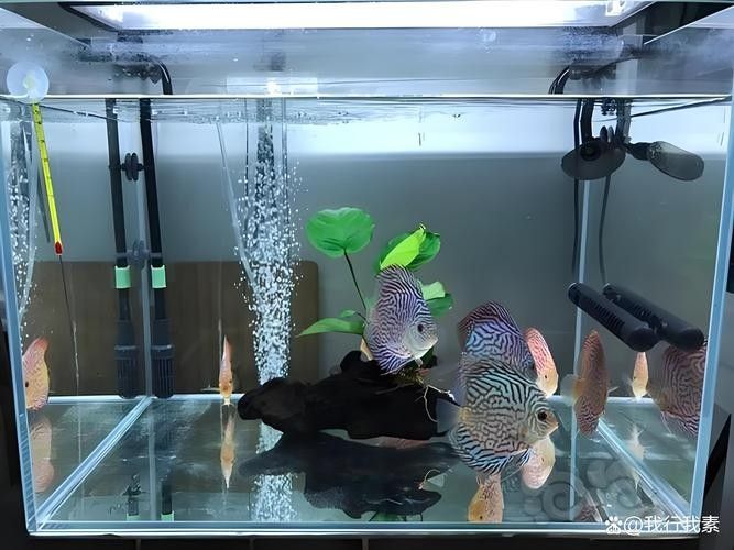 能提供更多混養(yǎng)魚(yú)類的圖片嗎：關(guān)于混養(yǎng)魚(yú)類的圖片資源推薦