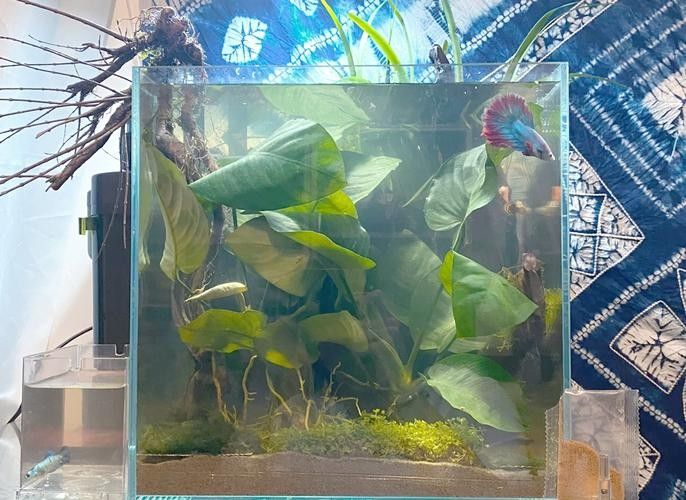 能提供更多混養(yǎng)魚(yú)類的圖片嗎：關(guān)于混養(yǎng)魚(yú)類的圖片資源推薦
