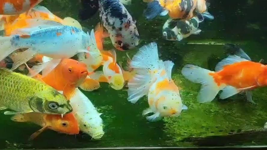 能提供更多混養(yǎng)魚(yú)類的圖片嗎：關(guān)于混養(yǎng)魚(yú)類的圖片資源推薦