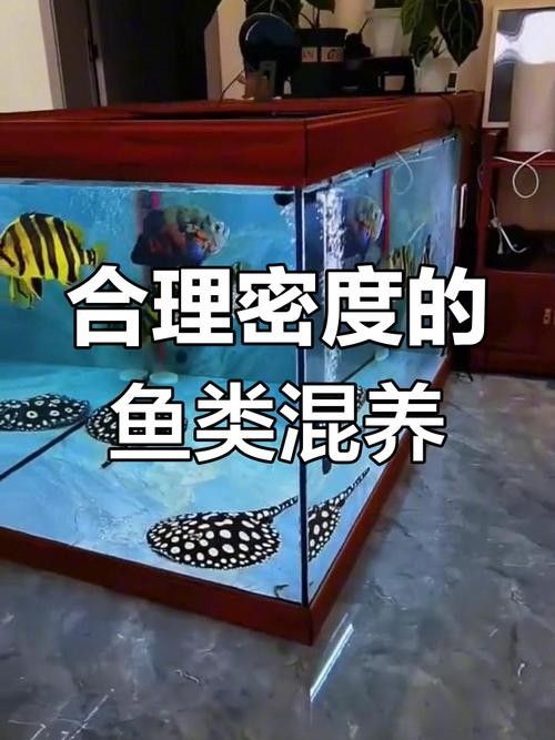 能提供更多混養(yǎng)魚(yú)類的圖片嗎：關(guān)于混養(yǎng)魚(yú)類的圖片資源推薦