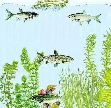 混養時水質管理的重要性：混養模式中水質管理是決定養殖效益的核心因素