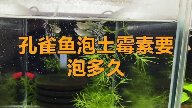 混養時水質管理的重要性：混養模式中水質管理是決定養殖效益的核心因素