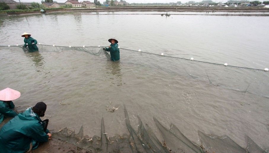 混養時水質管理的重要性：混養模式中水質管理是決定養殖效益的核心因素