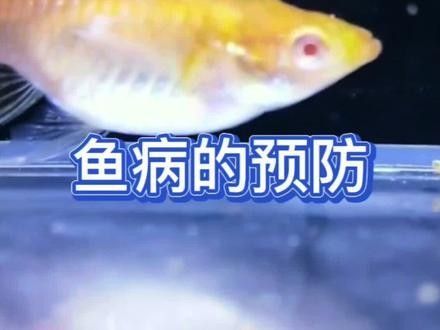 混養時水質管理的重要性：混養模式中水質管理是決定養殖效益的核心因素