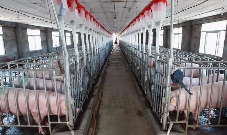 這些養殖場中哪家規模最大？：中國養殖行業中規模最大的十大養豬場 這些養殖場中哪家規模最大？：中國養殖行業中規模最大的十大養豬場 龍魚百科 第1張