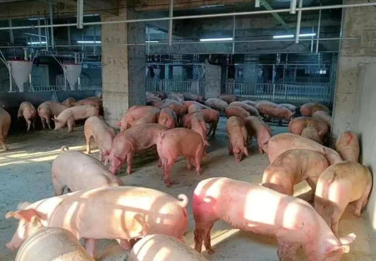 這些養殖場中哪家規模最大？：中國養殖行業中規模最大的十大養豬場 這些養殖場中哪家規模最大？：中國養殖行業中規模最大的十大養豬場 龍魚百科 第6張