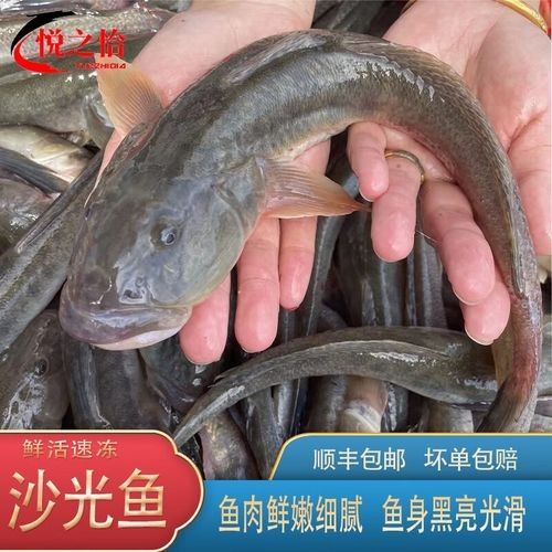 小龍魚的價格范圍是多少？：小龍魚價格范圍因品種和用途不同而差異較大 小龍魚的價格范圍是多少？：小龍魚價格范圍因品種和用途不同而差異較大 龍魚百科 第2張