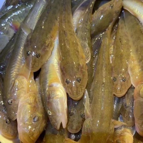 小龍魚的價格范圍是多少？：小龍魚價格范圍因品種和用途不同而差異較大 小龍魚的價格范圍是多少？：小龍魚價格范圍因品種和用途不同而差異較大 龍魚百科 第3張
